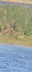 Anhinga rufa rufa