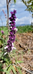 Salvia leucantha