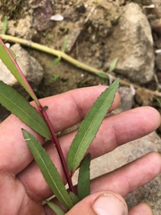 Salix nigra