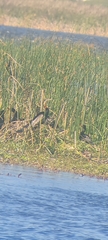 Anhinga rufa rufa