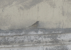 Setophaga palmarum