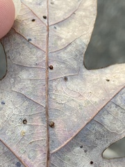 Neuroterus tantulus