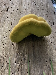 Laetiporus gilbertsonii