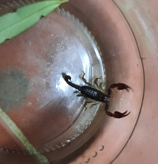 Euscorpius