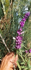 Salvia leucantha