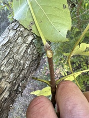 Fraxinus nigra