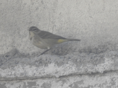 Setophaga palmarum