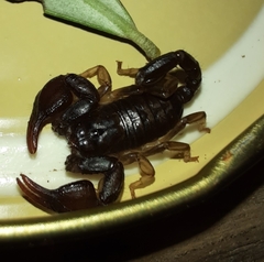 Euscorpius