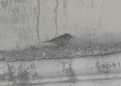 Setophaga palmarum