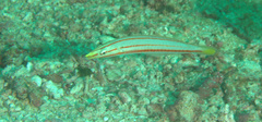 Hologymnosus doliatus