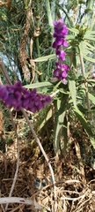 Salvia leucantha