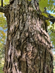 Fraxinus nigra