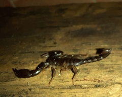 Euscorpius