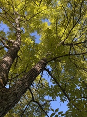 Fraxinus nigra