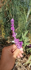 Salvia leucantha