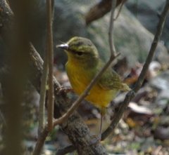 Myiothlypis bivittata