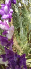 Salvia leucantha