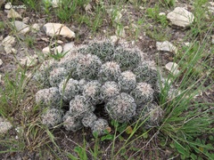 Neolloydia conoidea
