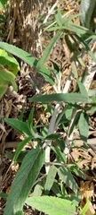 Salvia leucantha