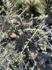 Prunus fasciculata