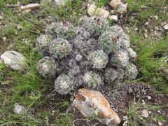 Neolloydia conoidea