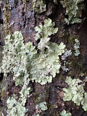 Flavoparmelia caperata