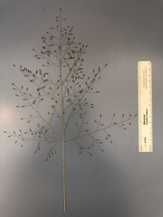 Eragrostis intermedia