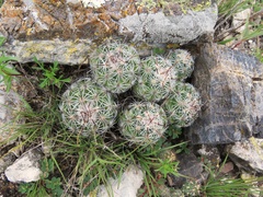 Neolloydia conoidea