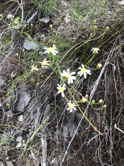 Senecio umbellatus