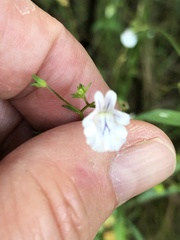 Nemesia diffusa