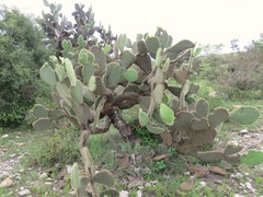 Opuntia leucotricha
