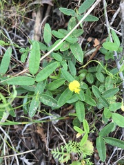 Rhynchosia leucoscias