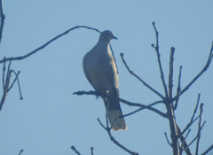 Streptopelia decaocto