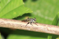 Andrenosomatini