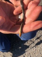 Thamnophis sirtalis concinnus