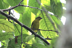 Euphonia violacea