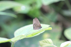 Hermeuptychia canthe