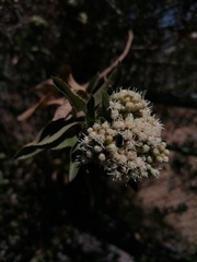 Baccharis latifolia