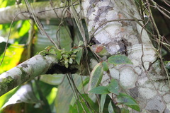 Codonanthopsis