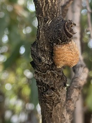 Pseudovates chlorophaea