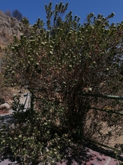 Baccharis latifolia