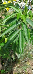Sambucus nigra