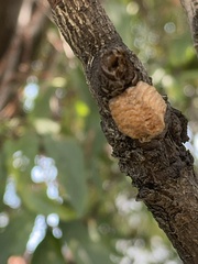 Pseudovates chlorophaea