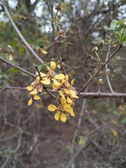 Heteropterys dumetorum