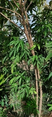 Sambucus nigra