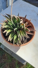 Aristaloe aristata