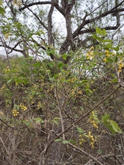 Heteropterys dumetorum