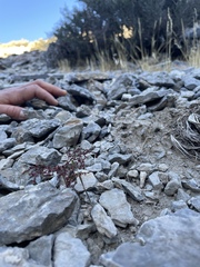 Johanneshowellia puberula