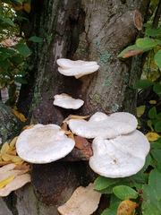 Trametes aesculi