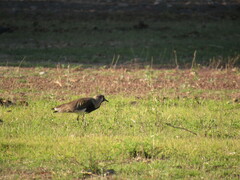 Vanellus chilensis